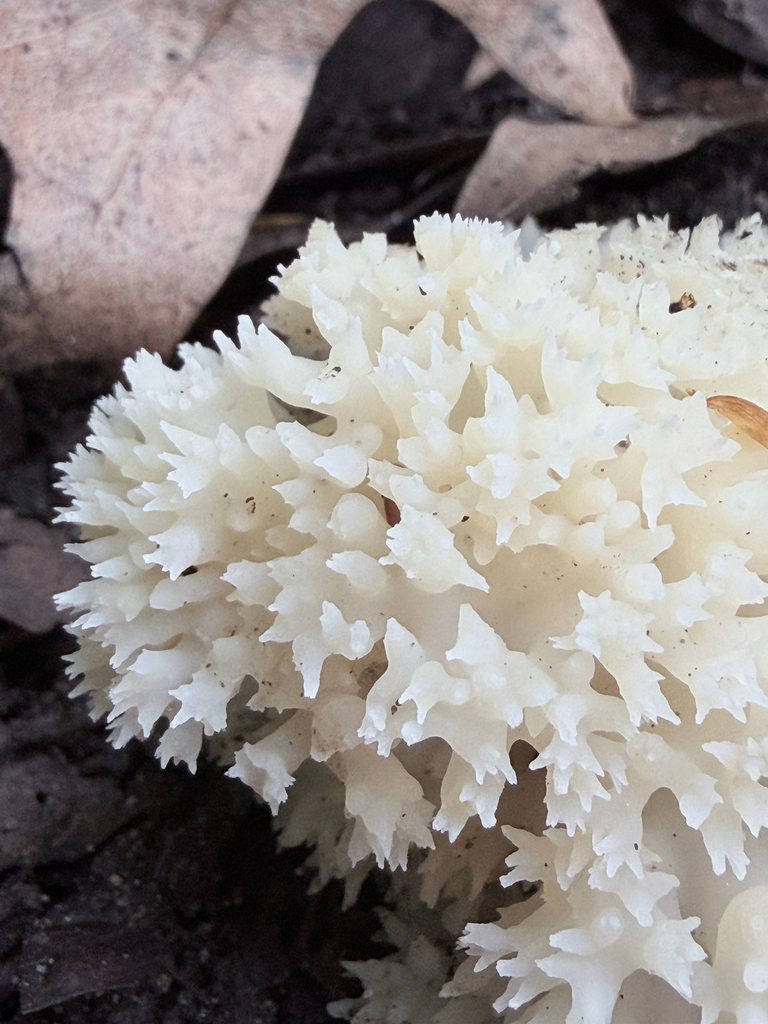 white coral jelly fungus · July 2026 · photo: Photo: (c) Erica Tava Johnson, some rights reserved (CC BY) · iNaturalist