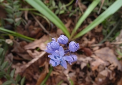 Scilla bithynica