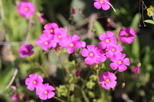 Oxalis rosea, photograph 6
