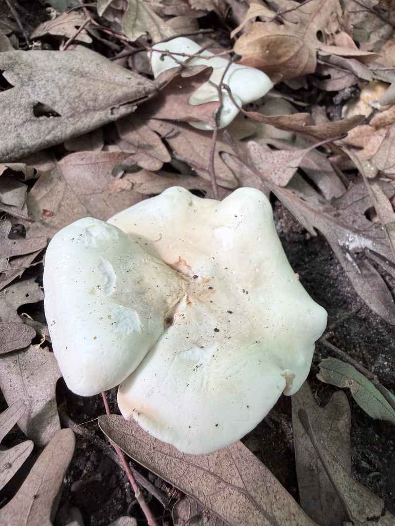Sweetbread Mushroom