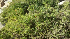 Suaeda australis