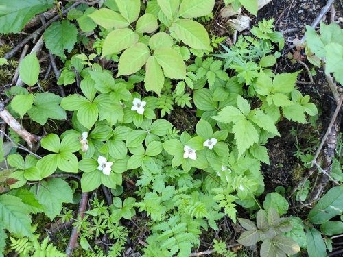 Canadian bunchberry