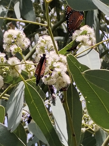 Striated Queen