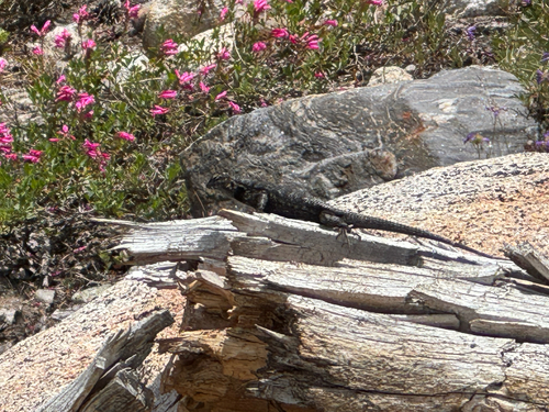 iNaturalist observation photo of Western Fence Lizard