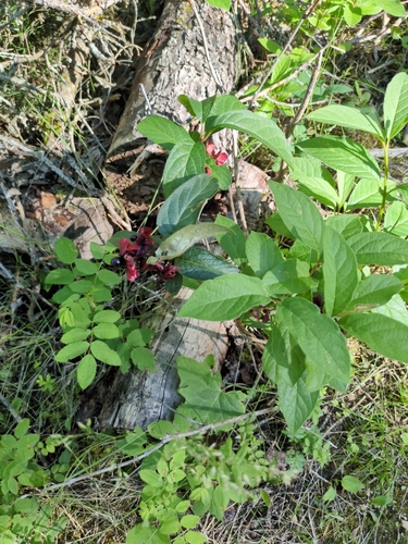 twinberry honeysuckle