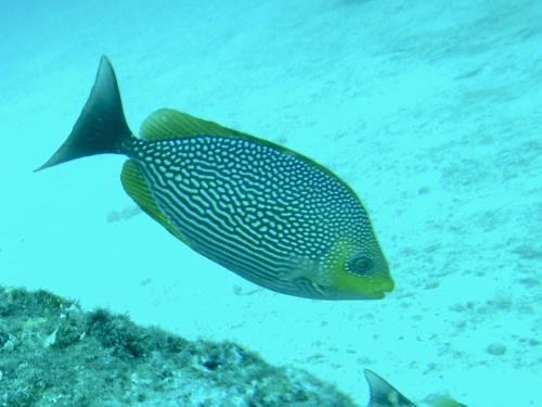 Bluespotted spinefoot (Siganus javus) — Siganidae — 5