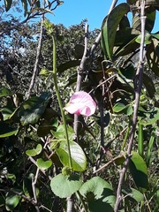 Pavonia grandiflora