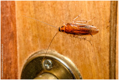 Ischnoptera bilunata