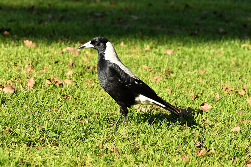 Australian Magpie