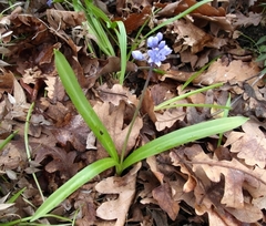Scilla bithynica