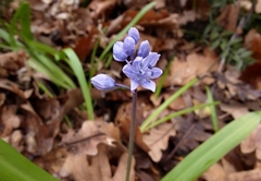 Scilla bithynica