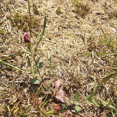 Oenothera tetraptera