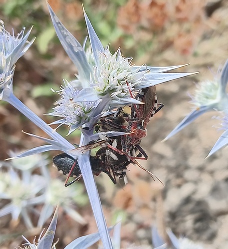 Rhynocoris erythropus