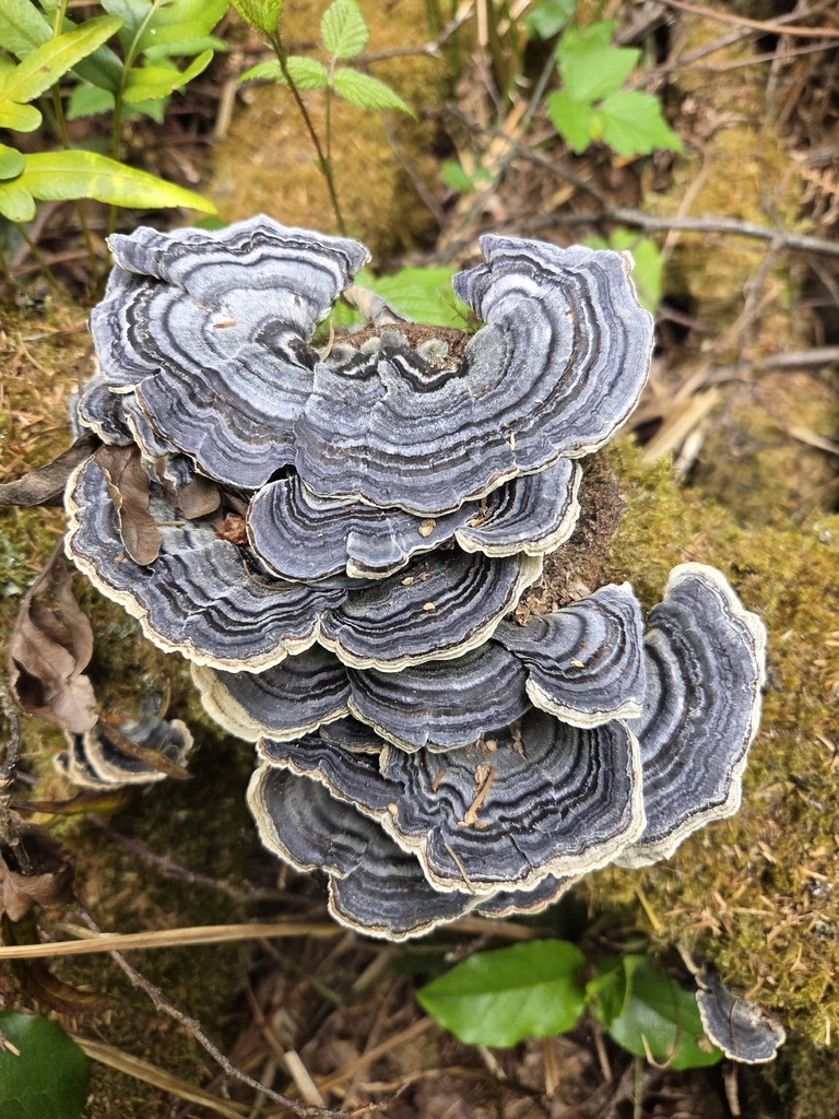 turkey-tail · July 2026 · photo: Photo: (c) Mandy Hackney, some rights reserved (CC BY) · iNaturalist