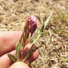 Oenothera tetraptera