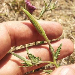 Oenothera tetraptera