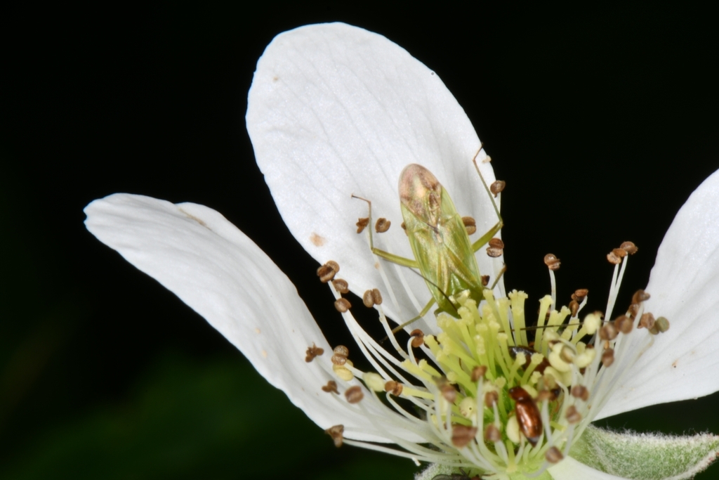 Common Green Capsid