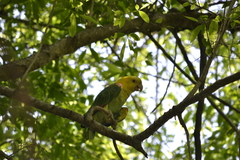 Amazona oratrix tresmariae