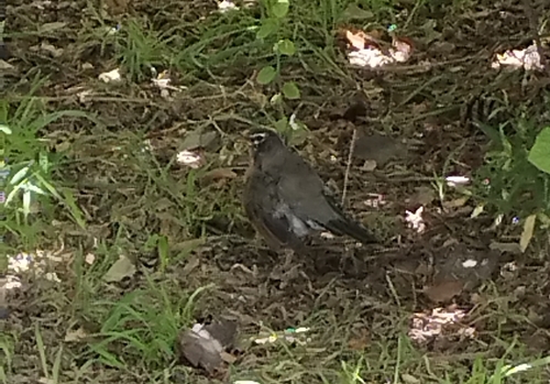 American Robin