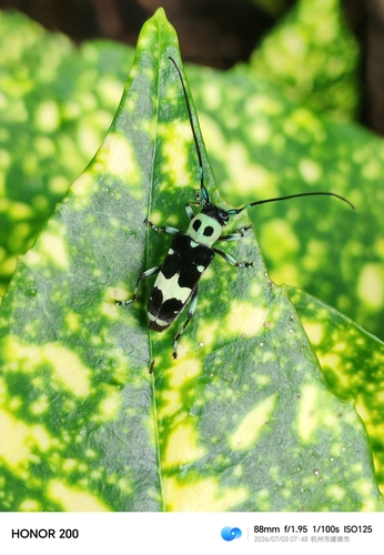 Paraglenea fortunei