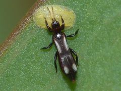 Aeolothripidae