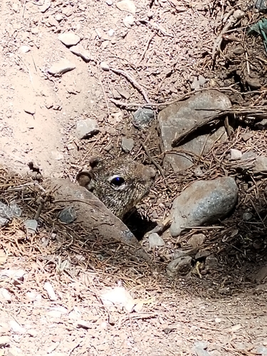 Rock Squirrel