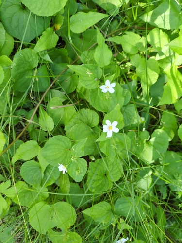 Canada Violet