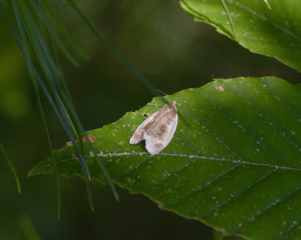 Black-patched Clepsis Moth