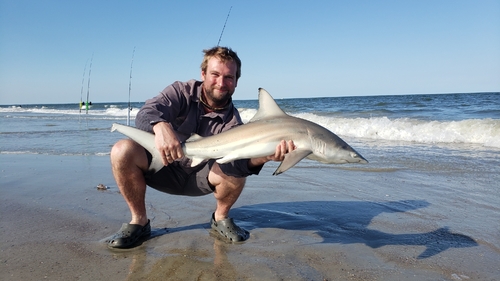 Blacktip shark photographed at United States