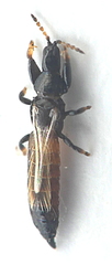 Haplothrips