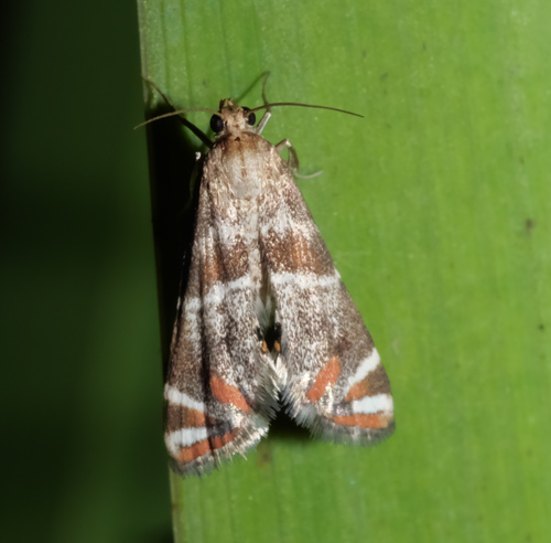 Jalisco Petrophila photo 3