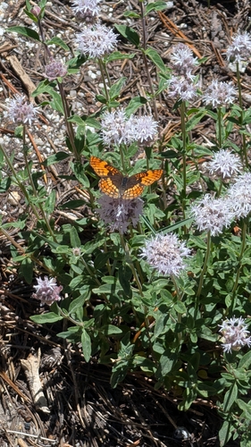 iNaturalist observation photo of Hoffmann's Checkerspot