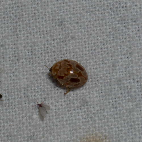 18-spot Ladybird