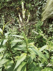 Persicaria barbata