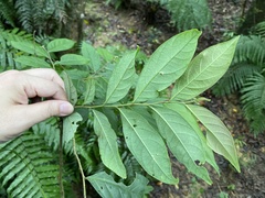 Glochidion acuminatum