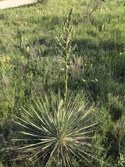 Yucca constricta