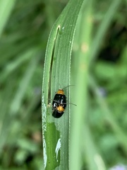 Dercetina taiwana