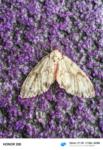 Pink Lymantria Moth