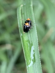 Dercetina taiwana