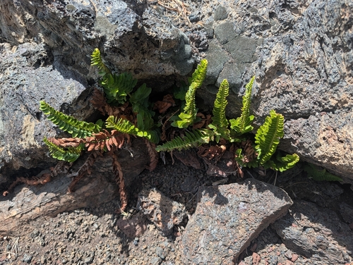 Polystichum scopulinum, photograph 4