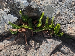 Polystichum scopulinum, photograph (c) Zack Abbey, some rights reserved (CC BY)