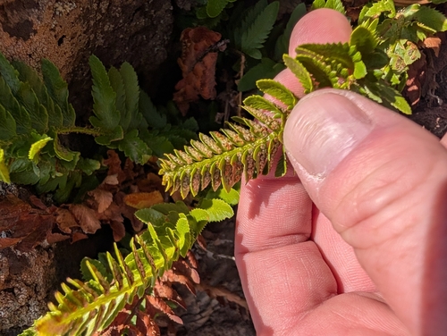 Polystichum scopulinum, photograph 5
