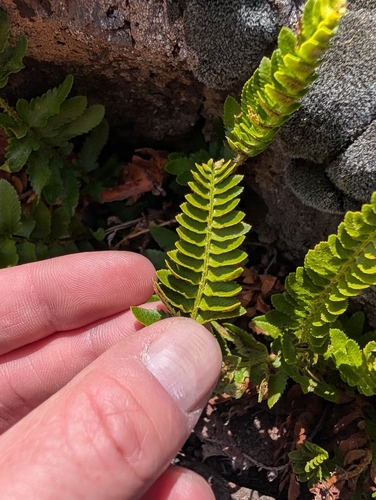 Polystichum scopulinum, photograph 6