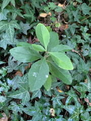 Melicytus chathamicus