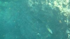 Stegastes acapulcoensis