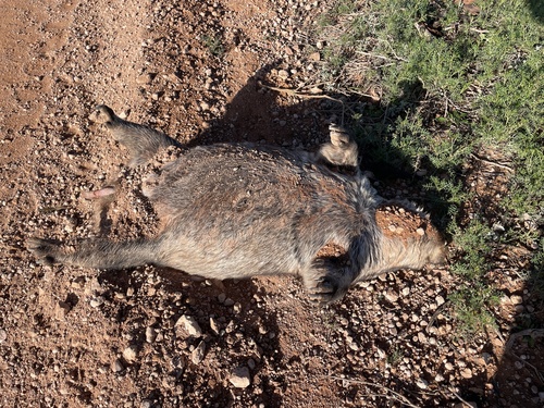 Southern Hairy-nosed Wombat