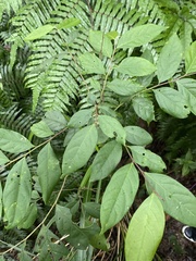 Glochidion acuminatum