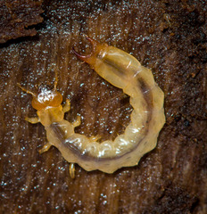 Dendroides canadensis
