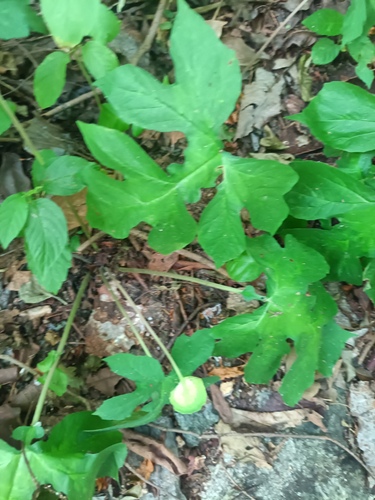 Dorstenia drakena