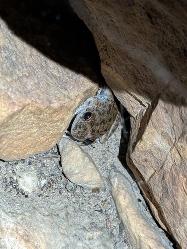 Copland's Rock Frog, Litoria coplandi